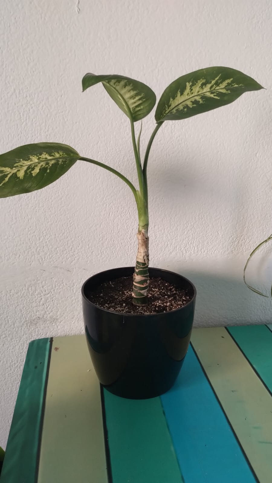 Dieffenbachia