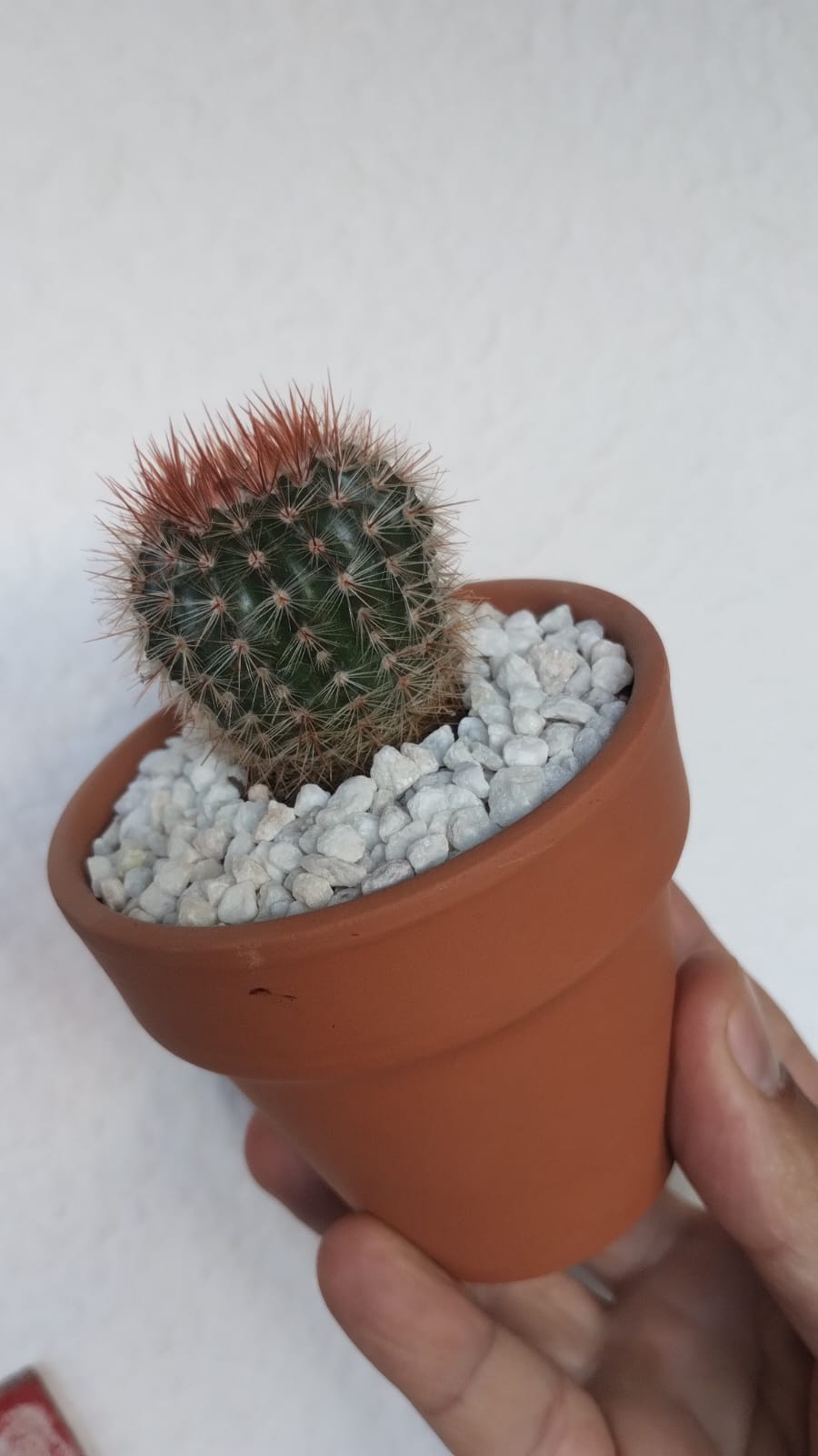 Mammillaria Spinosissima