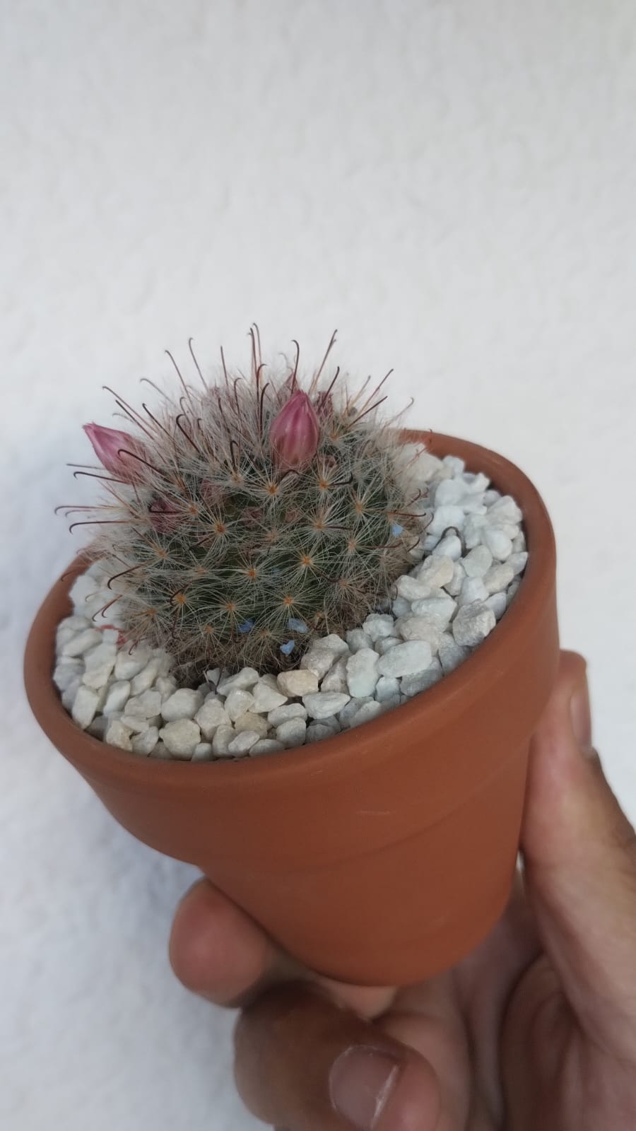 Mammillaria