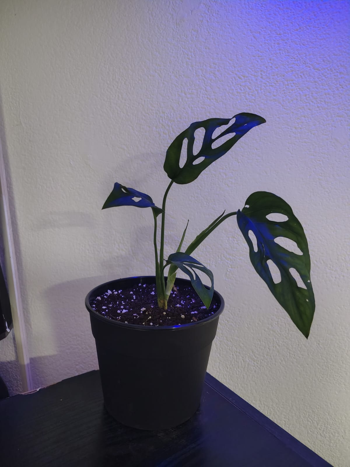 Monstera Monkey Mask